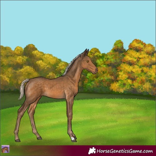 Horse Color:Chocolate Palomino 