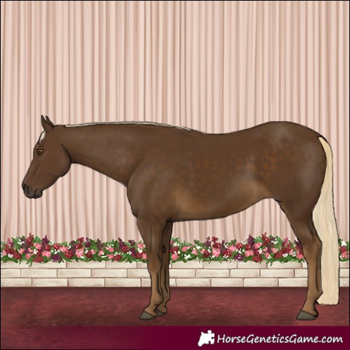 Horse Color:Chocolate Palomino