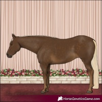 Horse Color:Chocolate Palomino 