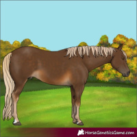 Horse Color:Chocolate Palomino 