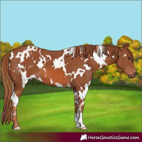 Horse Color:White Spotted Chestnut 