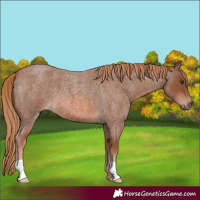 Horse Color:Red Roan 