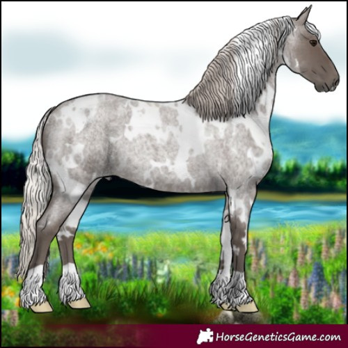 Horse Color:White Spotted Silver Blue Roan 