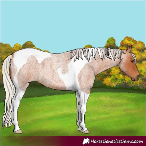 Horse Color:Silver Bay Roan Tobiano 