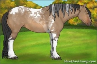 Horse Color:Bay Dun Tobiano