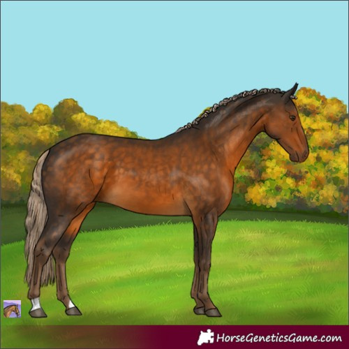 Horse Color:Chocolate Palomino 