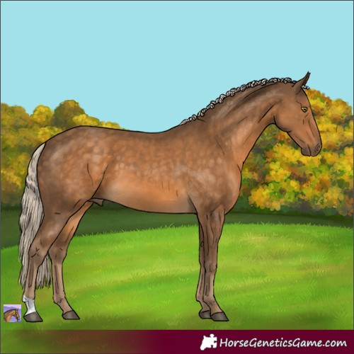 Horse Color:Chocolate Palomino 