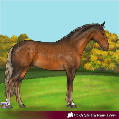 Horse Color:Chocolate Palomino 