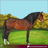 Horse Color:Brown Appaloosa