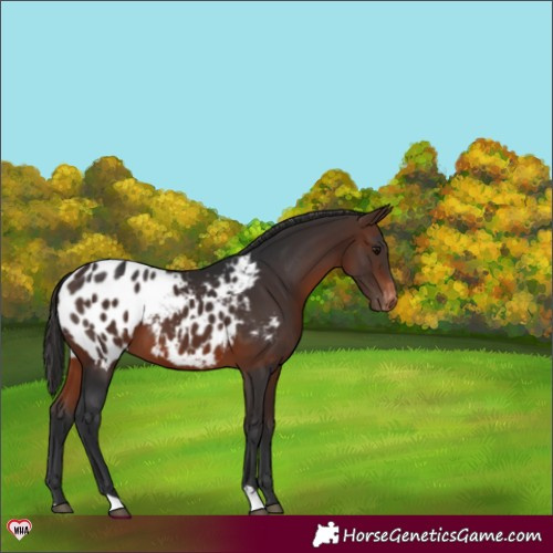 Horse Color:Brown Appaloosa 