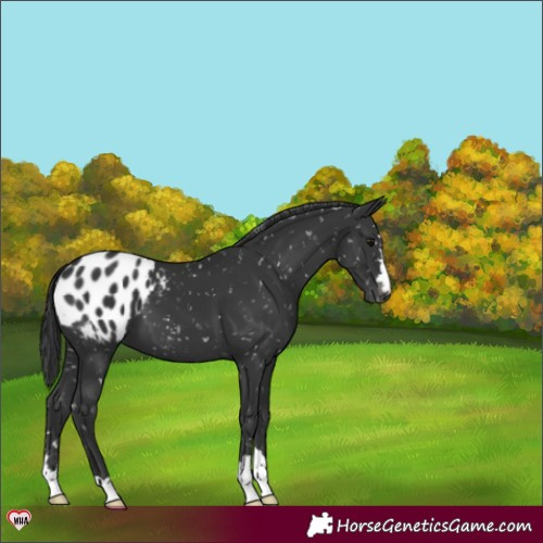 Horse Color:Black Appaloosa 