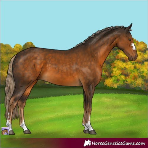 Horse Color:Chocolate Palomino 