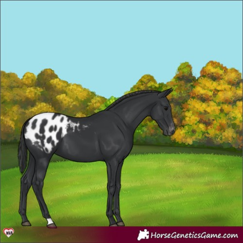 Horse Color:Black Appaloosa 