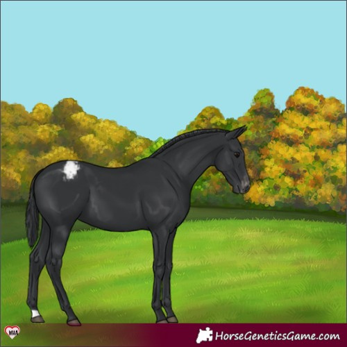 Horse Color:Black Appaloosa 