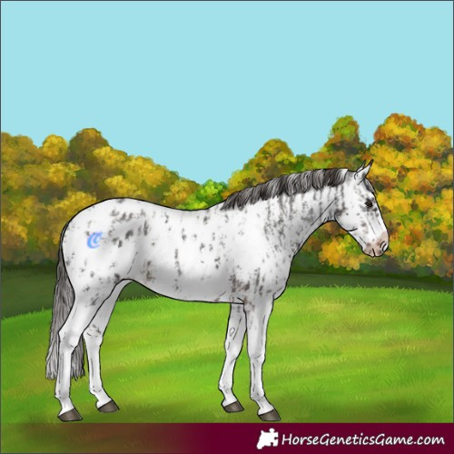 Horse Color:Liver Chestnut Sabino Splash Appaloosa and Liver Chestnut Sabino Splash Frame Appaloosa