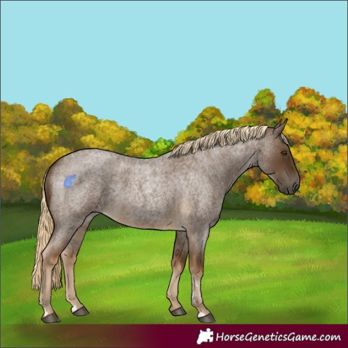 Horse Color:Chocolate Palomino Roan 