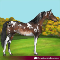 Horse Color:White Spotted Brown Tobiano Rabicano 