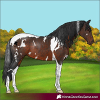 Horse Color:White Spotted Brown Tobiano Rabicano 