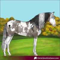 Horse Color:White Spotted Grullo Splash Frame Rabicano 