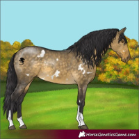 Horse Color:White Spotted Buckskin Dun Mushroom Tobiano 