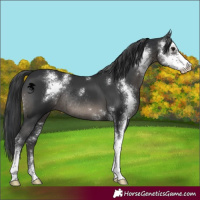 Horse Color:Black Sabino Rabicano 