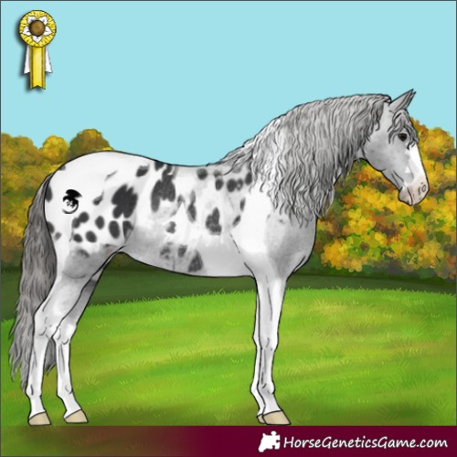 Horse Color:Black Tobiano Blanket Rabicano 