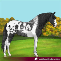 Horse Color:Black Tobiano Appaloosa Rabicano 