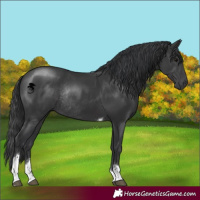 Horse Color:Black Tobiano Rabicano 