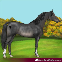 Horse Color:Black Rabicano 