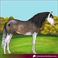 Horse Color:White Spotted Brown Dun Splash 