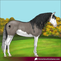 Horse Color:Grullo Splash 