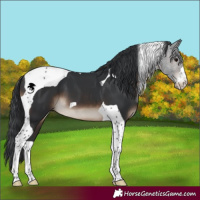 Horse Color:Brown Tobiano 