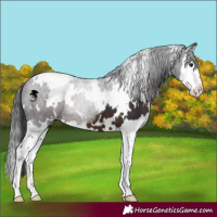 Horse Color:White Spotted Brown Sabino Splash Appaloosa