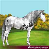 Horse Color:White Spotted Brown Sabino Splash Varnish 
