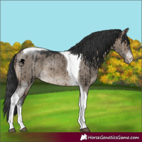 Horse Color:Brown Dun Sabino Tobiano Brindle 