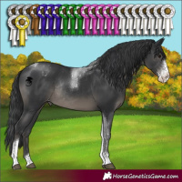 Horse Color:Black Sabino Tobiano Appaloosa Rabicano