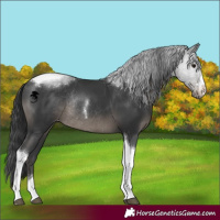 Horse Color:Black Tobiano Appaloosa Rabicano 