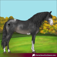 Horse Color:Black Sabino Tobiano Varnish Rabicano 
