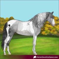 Horse Color:Black Sabino Tobiano Rabicano 