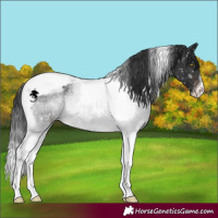 Horse Color:Brown Tobiano Appaloosa Rabicano 
