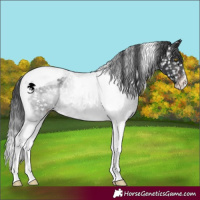 Horse Color:Brown Tobiano Appaloosa Rabicano 