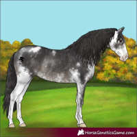 Horse Color:Smoky Black Sabino Appaloosa Rabicano 