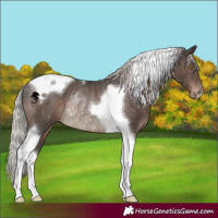 Horse Color:Silver Black Tobiano Appaloosa Rabicano 