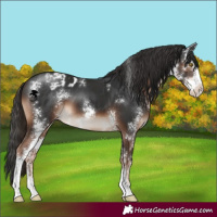 Horse Color:Liver Chestnut Sabino Varnish 