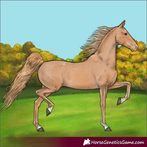 Horse Color:Chestnut Appaloosa 