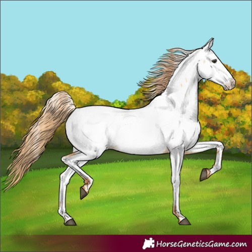 Horse Color:Red Dun Appaloosa