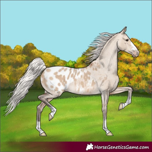 Horse Color:Silver Brown Dun Appaloosa 