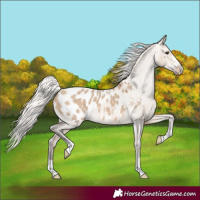 Horse Color:Silver Brown Dun Appaloosa 