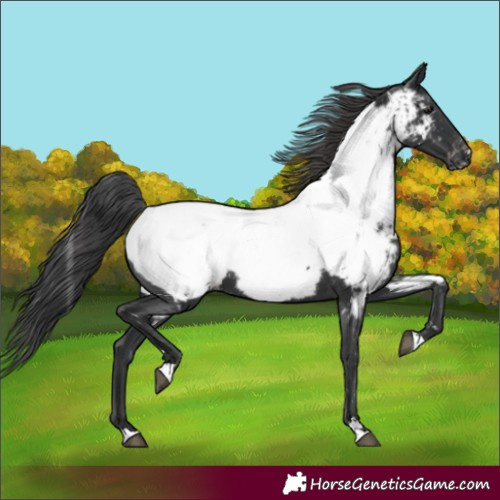 Horse Color:Black Appaloosa