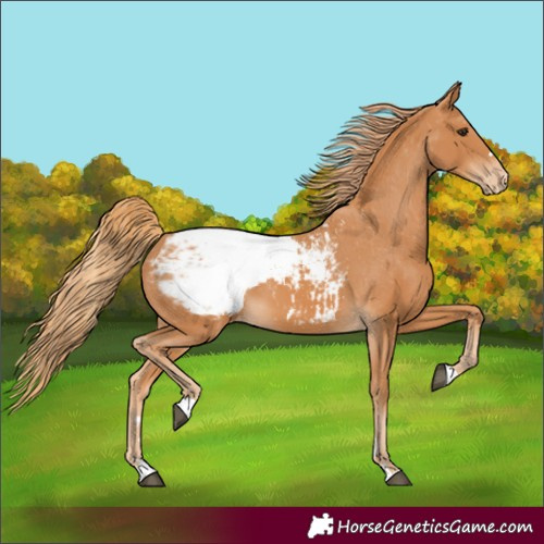 Horse Color:Chestnut Snowcap